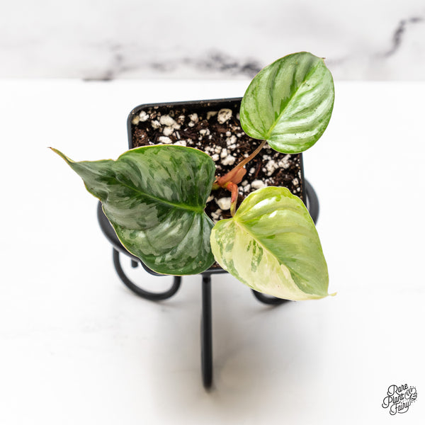 Philodendron Sodiroi Albo Variegated (wk46-D)