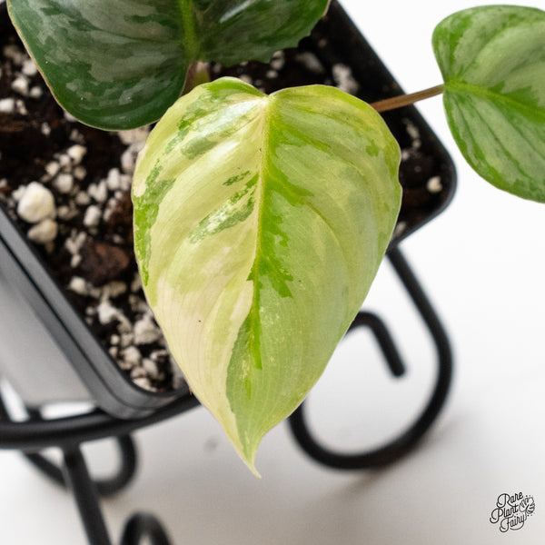 Philodendron Sodiroi Albo Variegated (wk46-D)