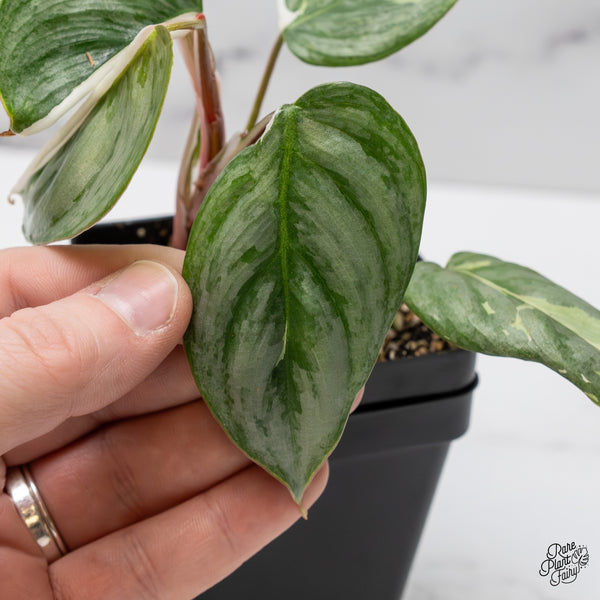 Philodendron Sodiroi Albo Variegated (wk47-UO)