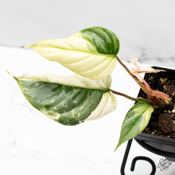 Philodendron Sodiroi Albo Variegated (wk48-UQ)