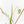 Philodendron 'Paraiso Verde' Albo Variegated (wk31-UK)