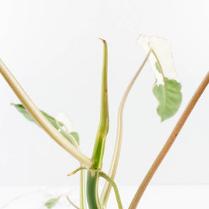 Philodendron 'Paraiso Verde' Albo Variegated (wk31-UK)