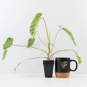 Philodendron 'Paraiso Verde' Albo Variegated (wk31-UK)