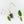 Philodendron 'Paraiso Verde' Albo Variegated (wk31-UK)