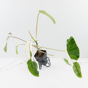 Philodendron 'Paraiso Verde' Albo Variegated (wk31-UK)