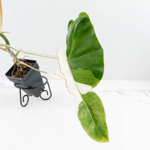 Philodendron 'Paraiso Verde' Albo Variegated (wk31-UK)