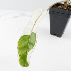 Philodendron 'Paraiso Verde' Albo Variegated (wk31-UK)