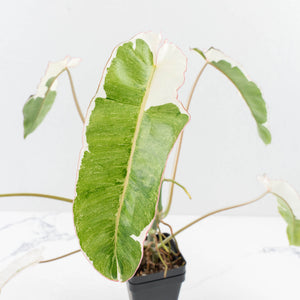 Philodendron 'Paraiso Verde' Albo Variegated (wk31-UK)