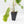 Philodendron 'Paraiso Verde' Albo Variegated (wk31-UK)