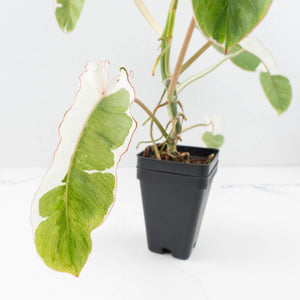 Philodendron 'Paraiso Verde' Albo Variegated (wk31-UK)