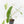 Philodendron 'Paraiso Verde' Albo Variegated (wk31-UK)
