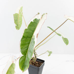 Philodendron 'Paraiso Verde' Albo Variegated (wk31-UK)
