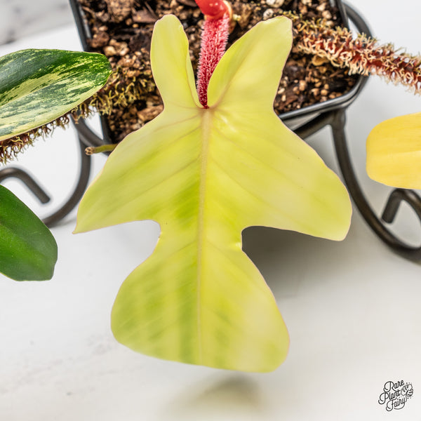 Philodendron Squamiferum Variegated (wk52-UE)