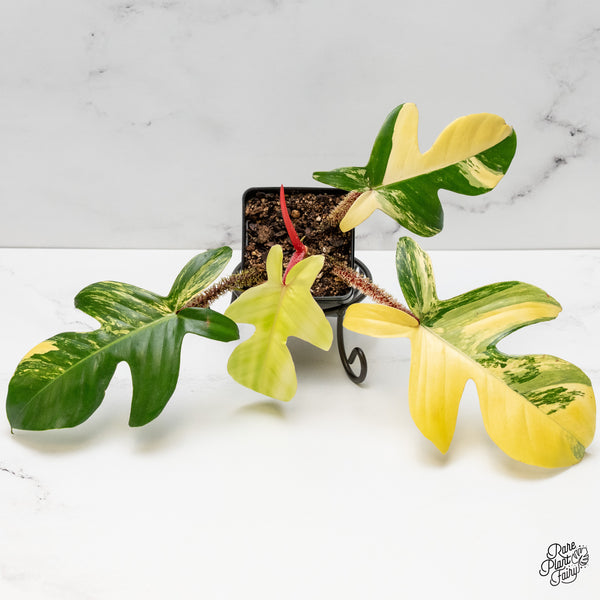 Philodendron Squamiferum Variegated (wk52-UE)