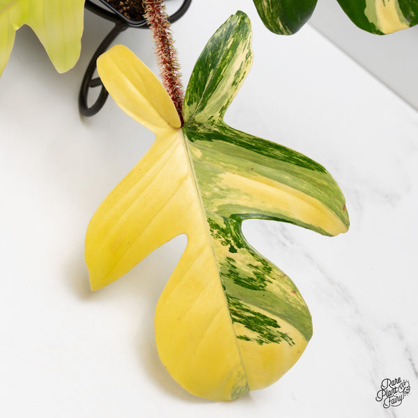 Philodendron Squamiferum Variegated (wk52-UE)