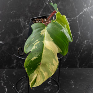 Philodendron Squamiferum Albo Variegated (wk41-U166)
