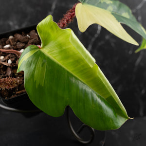 Philodendron Squamiferum Albo Variegated (wk41-U166)