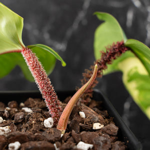 Philodendron Squamiferum Albo Variegated (wk41-U166)