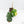 Philodendron Squamiferum Variegated (wk20-UE)