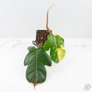 Philodendron Squamiferum Variegated (wk20-UE)