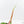 Philodendron Squamiferum Variegated (wk20-UE)