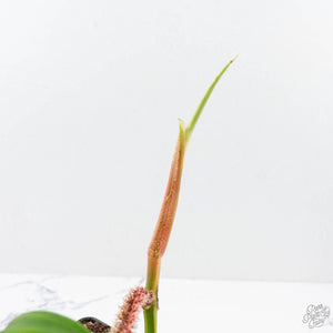 Philodendron Squamiferum Variegated (wk20-UE)
