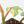 Philodendron Squamiferum Variegated (wk20-UE)