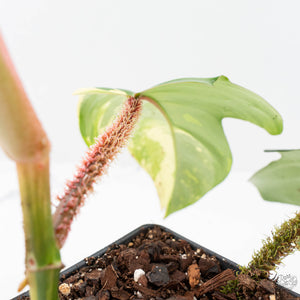 Philodendron Squamiferum Variegated (wk20-UE)