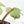 Philodendron Squamiferum Variegated (wk20-UE)