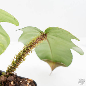 Philodendron Squamiferum Variegated (wk20-UE)