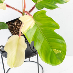 Philodendron Squamiferum Albo Variegated (wk31-UF)