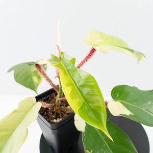 Philodendron Squamiferum Albo Variegated (wk34-U38)