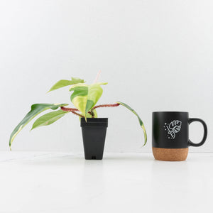 Philodendron Squamiferum Albo Variegated (wk34-U38)