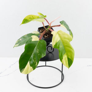 Philodendron Squamiferum Albo Variegated (wk34-U38)
