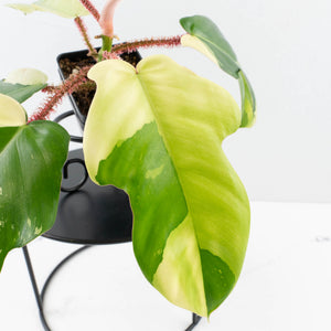 Philodendron Squamiferum Albo Variegated (wk34-U38)