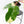 Philodendron Squamiferum Albo Variegated (wk34-U38)