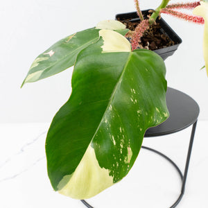 Philodendron Squamiferum Albo Variegated (wk34-U38)
