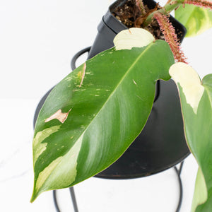 Philodendron Squamiferum Albo Variegated (wk34-U38)