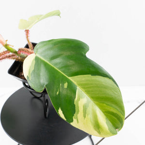 Philodendron Squamiferum Albo Variegated (wk34-U38)