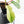 Philodendron Squamiferum Albo Variegated (wk34-U38)