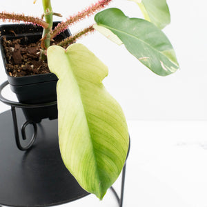 Philodendron Squamiferum Albo Variegated (wk34-U38)