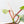 Philodendron Squamiferum Albo Variegated (wk34-U38)