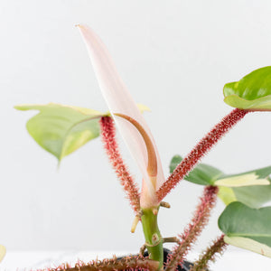 Philodendron Squamiferum Albo Variegated (wk34-U38)