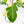 Philodendron Squamiferum Albo Variegated (wk38-U80)