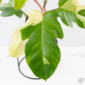 Philodendron Squamiferum Albo Variegated (wk38-U80)