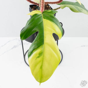 Philodendron Squamiferum Albo Variegated (wk38-U80)