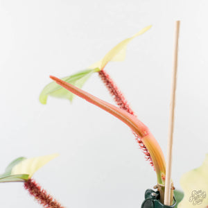 Philodendron Squamiferum Albo Variegated (wk38-U80)