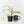 Philodendron Squamiferum Albo Variegated (wk38-U80)