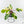 Philodendron Squamiferum Albo Variegated (wk38-U80)