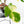 Philodendron Squamiferum Albo Variegated (wk38-U80)